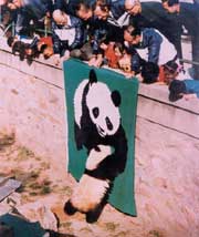 The WWF officer shows the WWF flag when visiting the Beijing Zoo. The warm giant panda shakes hands with the panda on the flag.
