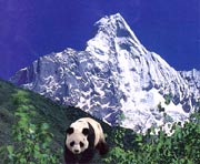 The Home of the Giant Panda--Wolong