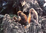 The rhesus macaque