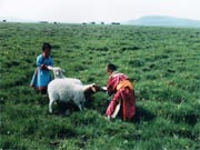 Children on the Grassland